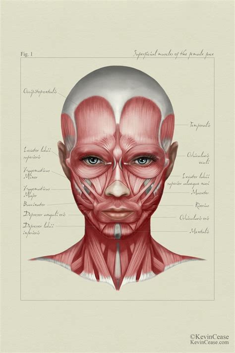 Female Anatomy Face By Kevin Cease Via Behance Face Muscles Anatomy