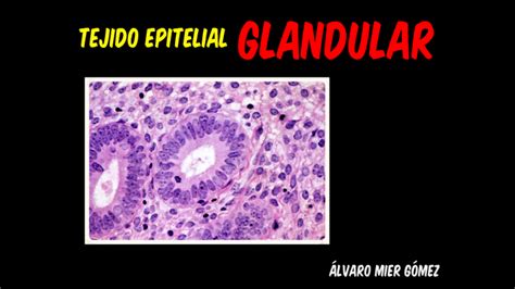Tejido Epitelial Glandular By Álvaro Mier On Prezi