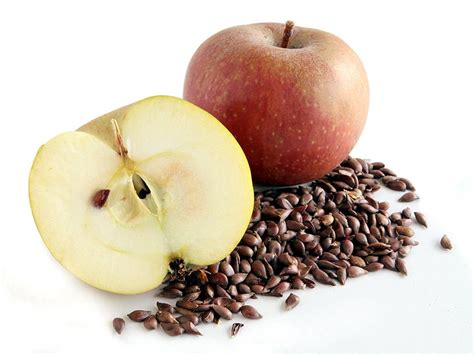 Apple Seeds Contain Cyanide Producing Amygdalin But Poisoning