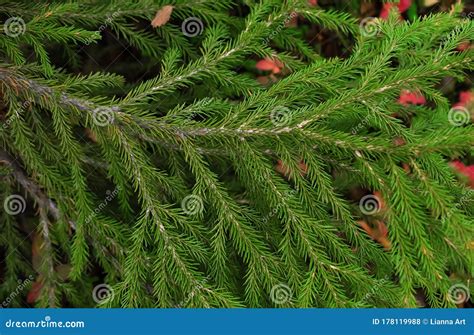 Green Branches Of An Evergreen Trees With Needles Stock Photo Image