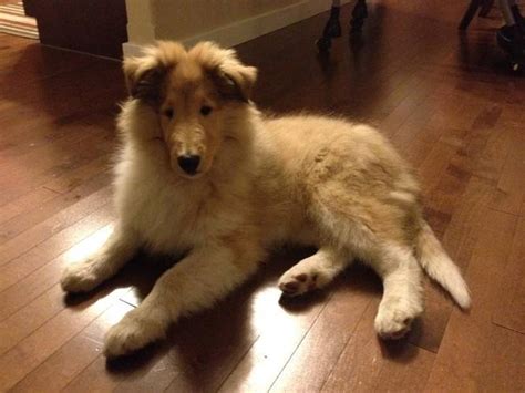 Beautiful Lassie Collie Rough Pups For Sale In High River Alberta