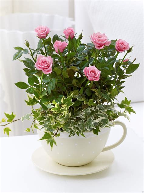 Chic Pink Rose Teacup Plants And Planters Rosier Fleurs Jardins