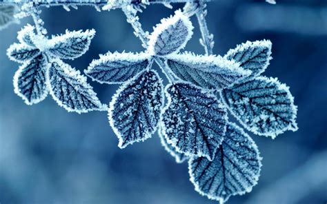 Cold Winter Morning Frost Leaves Wallpaper Nature And Landscape