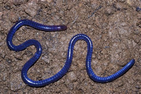 Beetle Boys Bioblog Species Of The Week Caecilians