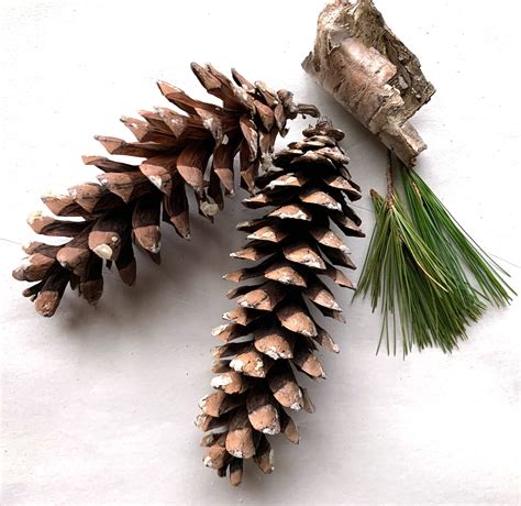 Maine White Pine Cones Large Fresh Grade A By The Dozen Etsy