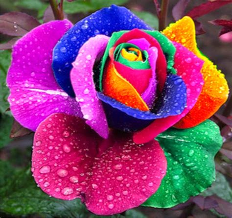 The Worlds Most Beautiful Flowers Eco Art