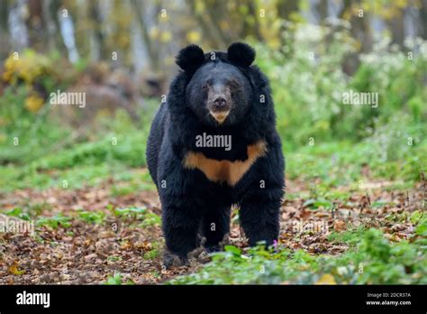 Tibetan Black Bear Hi Res Stock Photography And Images Alamy