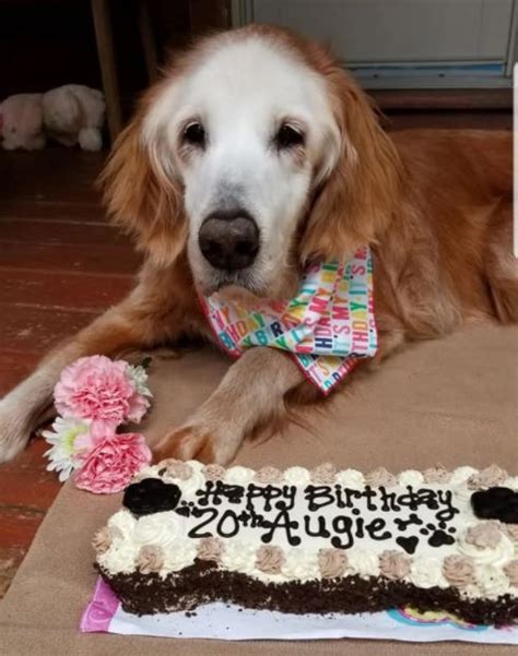 August Worlds Oldest Golden Retriever Celebrates 20 Years Of Life