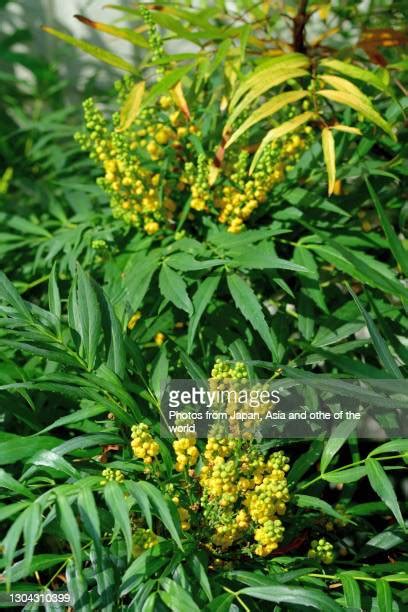 Berberis Japonica Photos And Premium High Res Pictures Getty Images