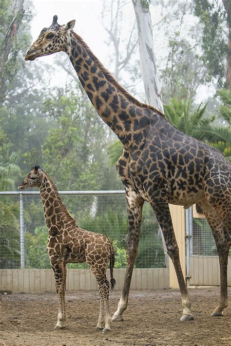 The Smallest Giraffe Born At The San Diego Zoo Is Reaching New Heights