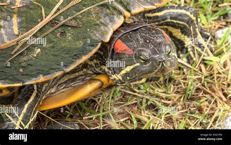Face Of Red Eared Slider Turtle Along Pintail Wildlife Drive At Cameron