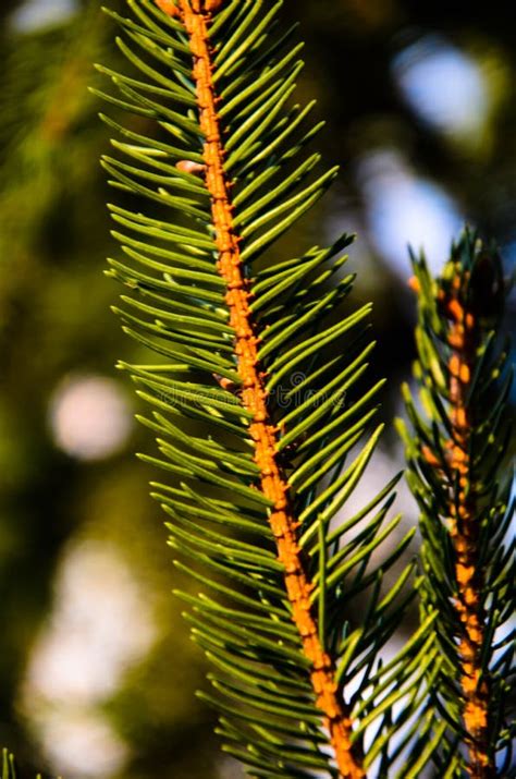 Close Up Of The Fir Tree Branch With A Needles Stock Photo Image Of