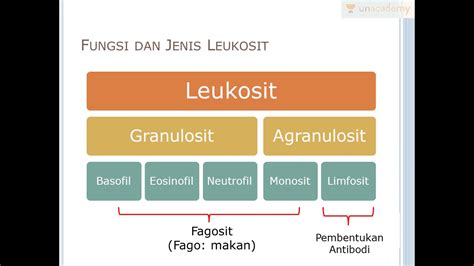 Check spelling or type a new query. Leukosit: Sel Darah Putih (Biologi - SBMPTN, UN, SMA ...