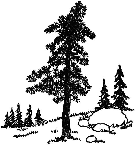 Tree Clip Art Pine Trees In A Row Row Of Pine Trees Image 16939