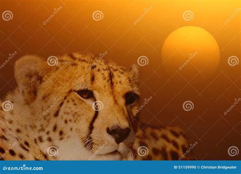 Cheetah At Sunrise Stock Photo Image Of Shining Felidae 51159990