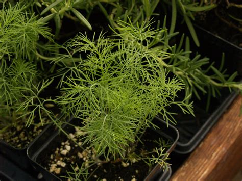 To keep your plants productive, snip or at the end of the season, you can simply harvest all the foliage left on your plants or bring them inside to survive the winter. Dill | Central Texas Gardener