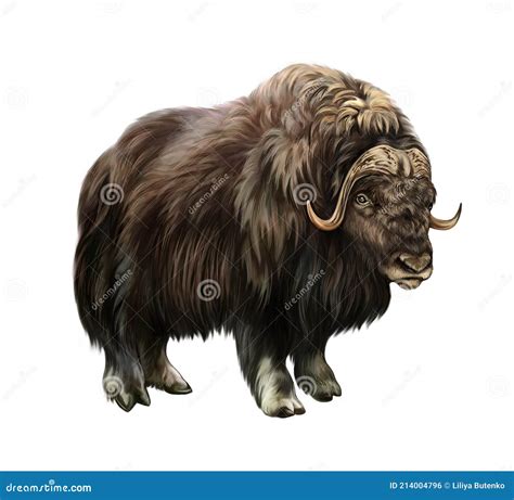 Musk Ox Ovibos Moschatus In Side View Vector Illustration