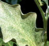 We did not find results for: Red spider mite 101 | Sustainable Gardening Australia