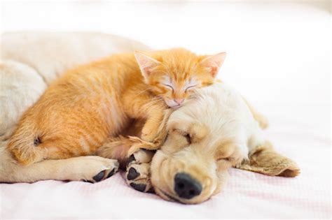 Cat And Dog Sleeping Puppy And Kitten Sleep Stock Photo Download