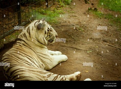 Rare White Tiger Hi Res Stock Photography And Images Alamy