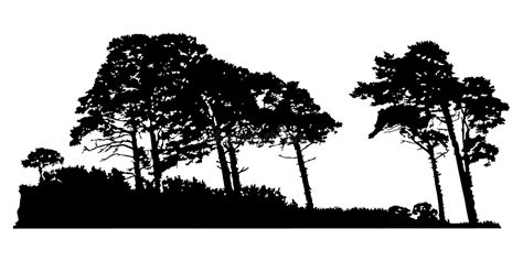 Trees Silhouette Isolated On White Background Pines Or Cedar Landscape