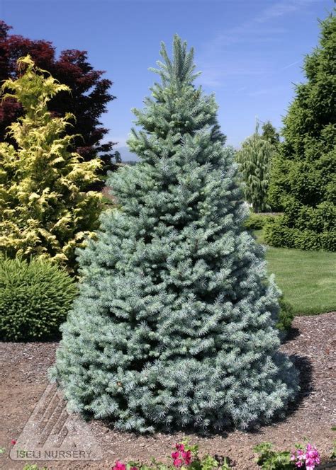 Picea Pungens Sester Dwarf Dwarf Blue Spruce Picea Pungens