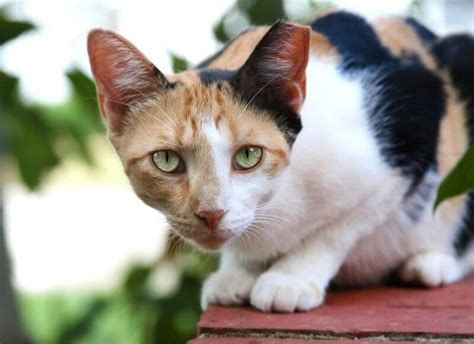 Know The Facts About How Much Are Male Calico Cats Worth