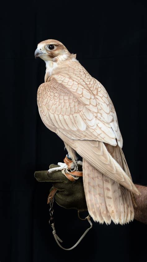 Golden Saker Falcon Hawks N Falcons Pinterest Falcons Bird And