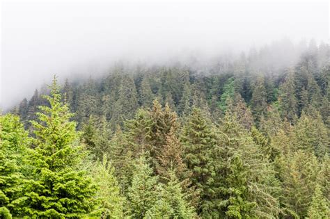 Evergreens On Misty Alaskan Mountains Stock Photo Image Of Trees