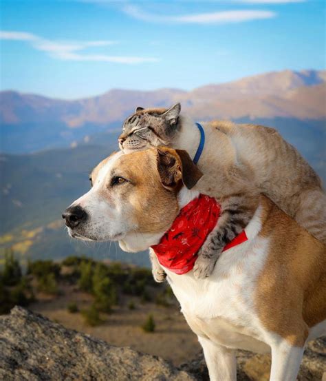 This Cat And Dog Became Travel Besties And Their Travel Photos Are The