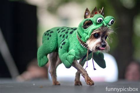 Funny Dogs Fashion Show Funny Pics Box