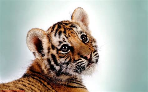 Hintergrundbilder Tiere Einfacher Hintergrund Tiger Tierwelt