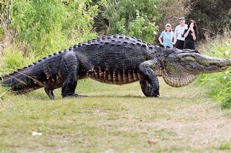 Saltwater Crocodile Size Record