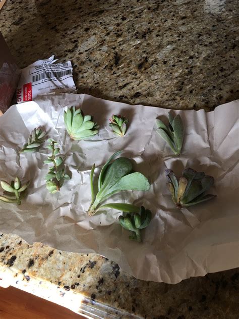 Cuttings Assorted Succulents Wedding Succulent Favors For Sale Bulk