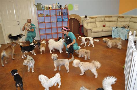 Barkers Pet Center Boarding Grooming Daycare In Ft Lauderdale Fl