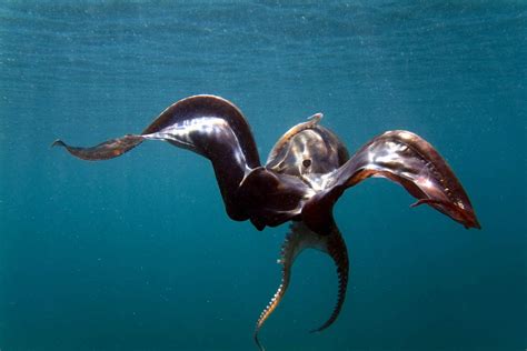 The Dive Shack Tides Creature Feature Blanket Octopus
