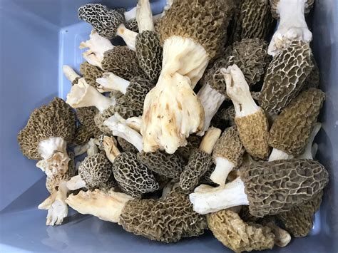 Morels locally grown - Wow, we are selling them! locally grown ...