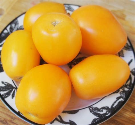 Sibirische Orange Tomato A Comprehensive Guide World Tomato Society