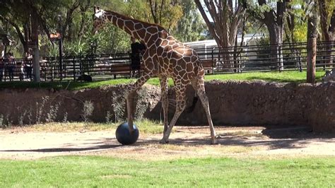 This Giraffe Gets A Kick Out Of Playing Soccer Youtube
