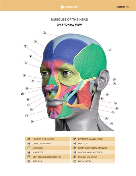 Pdf Print Anatomy Of Facial Expression Face Muscles Anatomy Anatomy