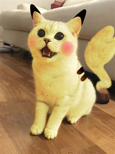 Pika Pika A Wild Pikachu Cat Appears