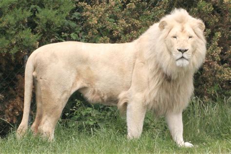 Bbc Hereford In Pictures White Lions Up Close