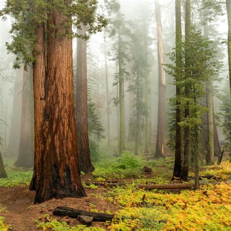 Secuoyas Gigantes En El Parque Nacional De Sequoia Foto De Archivo