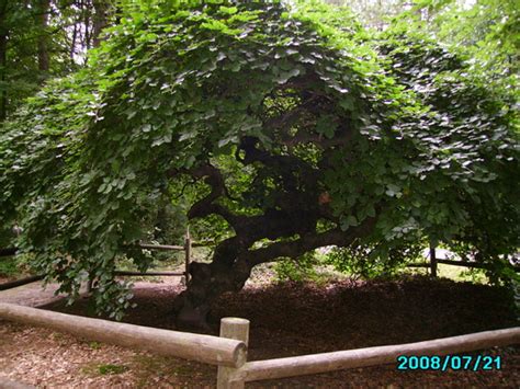 Dwarf Tortuosa Beech Trees Grows On You