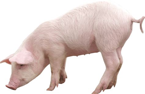 Pink Pig Png Image For Free Download