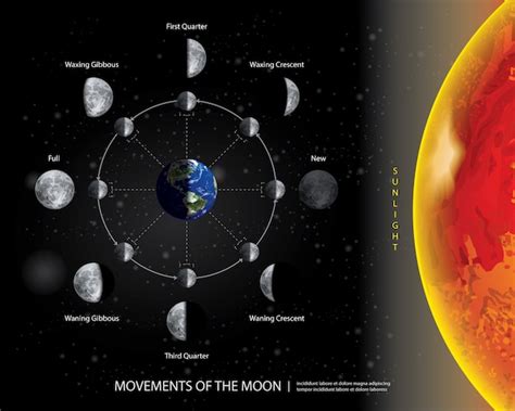 Ilustración De Las Fases De La Luna Vector Gratis