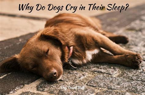 8 Reasons Why Do Dogs Cry In Their Sleep And How To Stop It