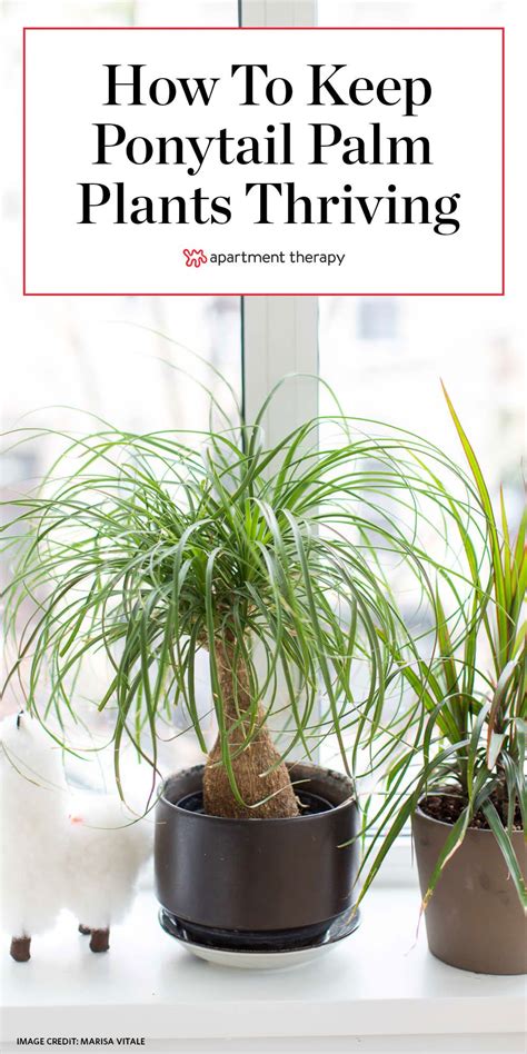 The Cheerful Ponytail Palm Is Pretty Easy To Keep Happy Palm Plant