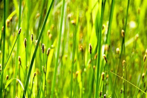 Summer River Grasses Sharon Mollerus Flickr