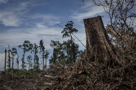 New Report Climate Change And Biodiversity Loss Must Be Tackled